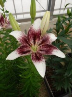 [5514 PO14 A02 00000 252A No02.JPG]